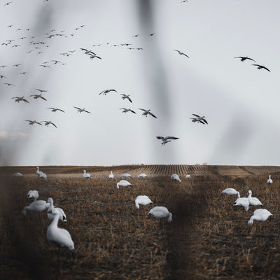FB Snow Goose Full Bodies