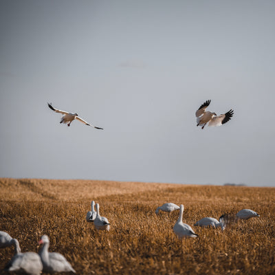 FB Snow Goose Full Bodies