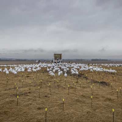FB Snow Goose Full Bodies