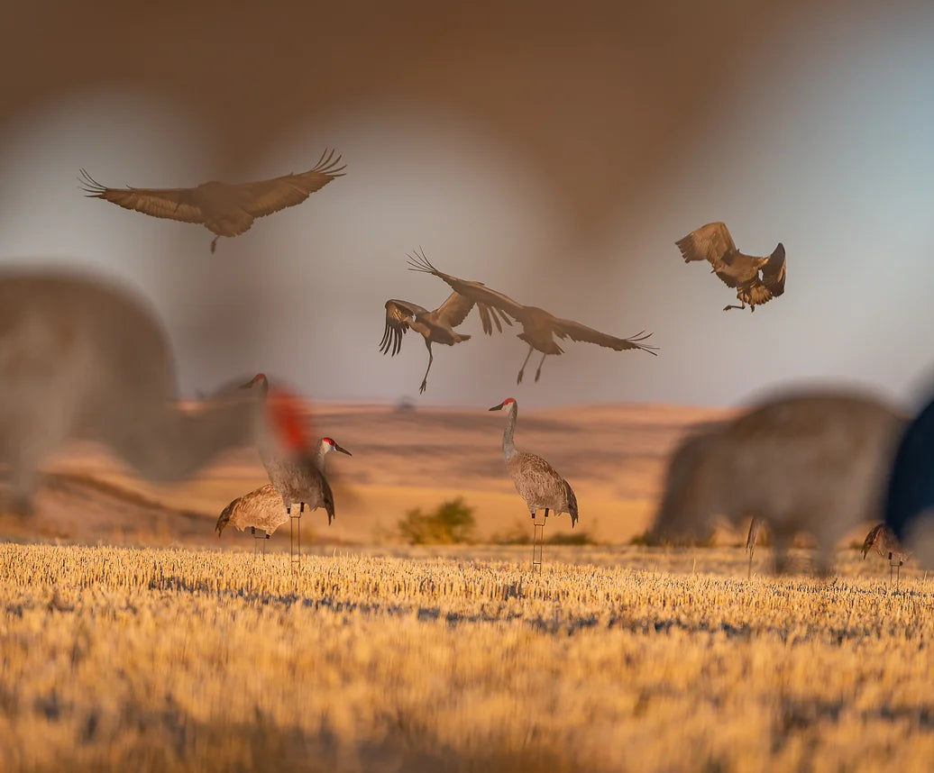 C2 Sandhill Crane Silhouettes