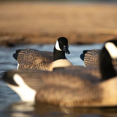 F1 Flocked Canada Floaters