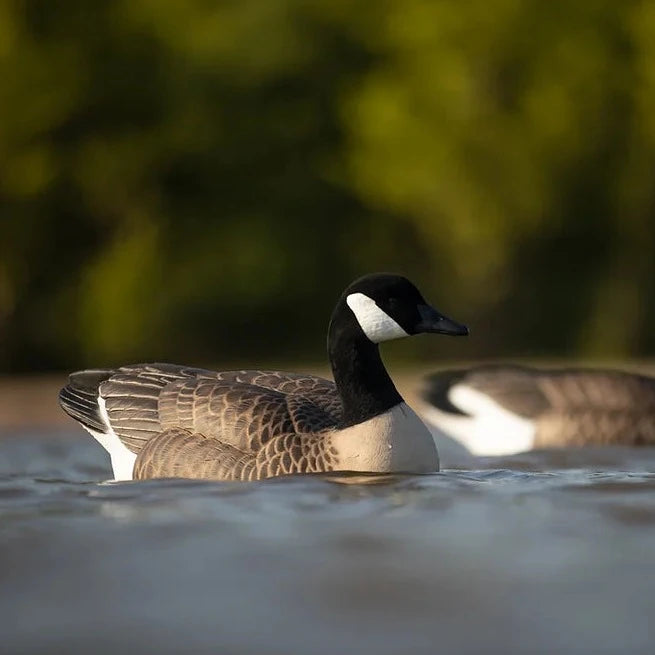F1 Flocked Canada Floaters
