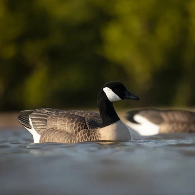 F1 Flocked Canada Floaters