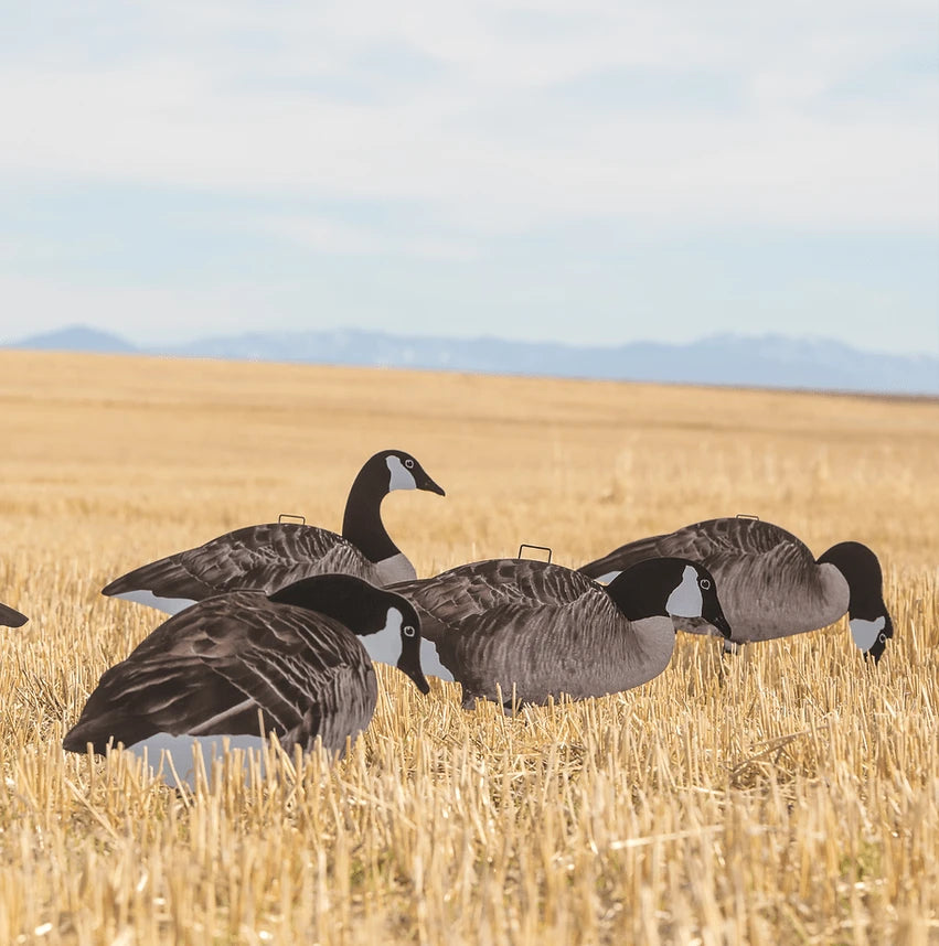 5 Dozen V2 Canada Silos & Brown Bag Combo ($100 OFF)