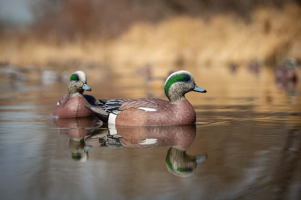 F1 Wigeon Floaters