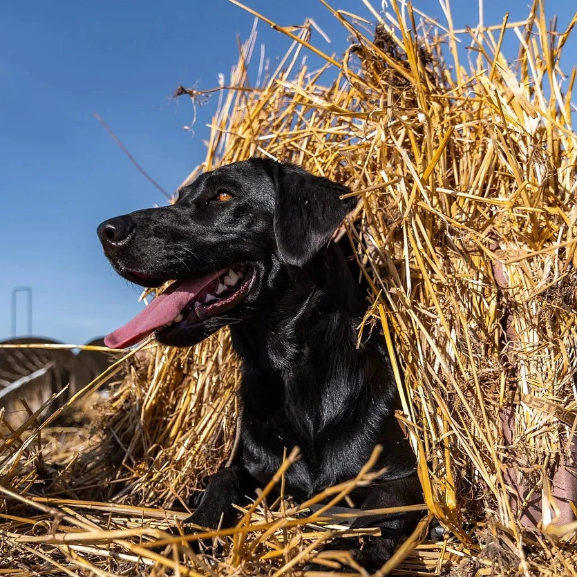 Field Dog Blind