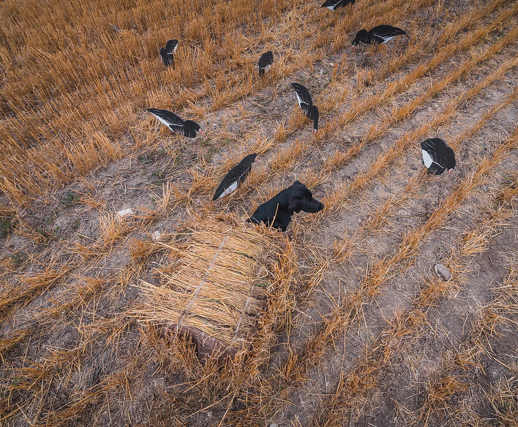 Field Dog Blind