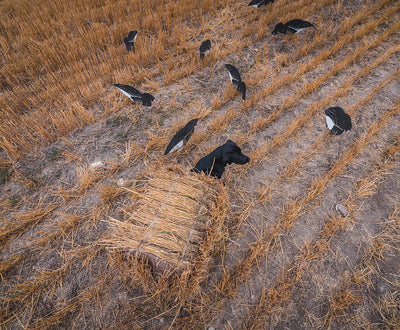 Field Dog Blind