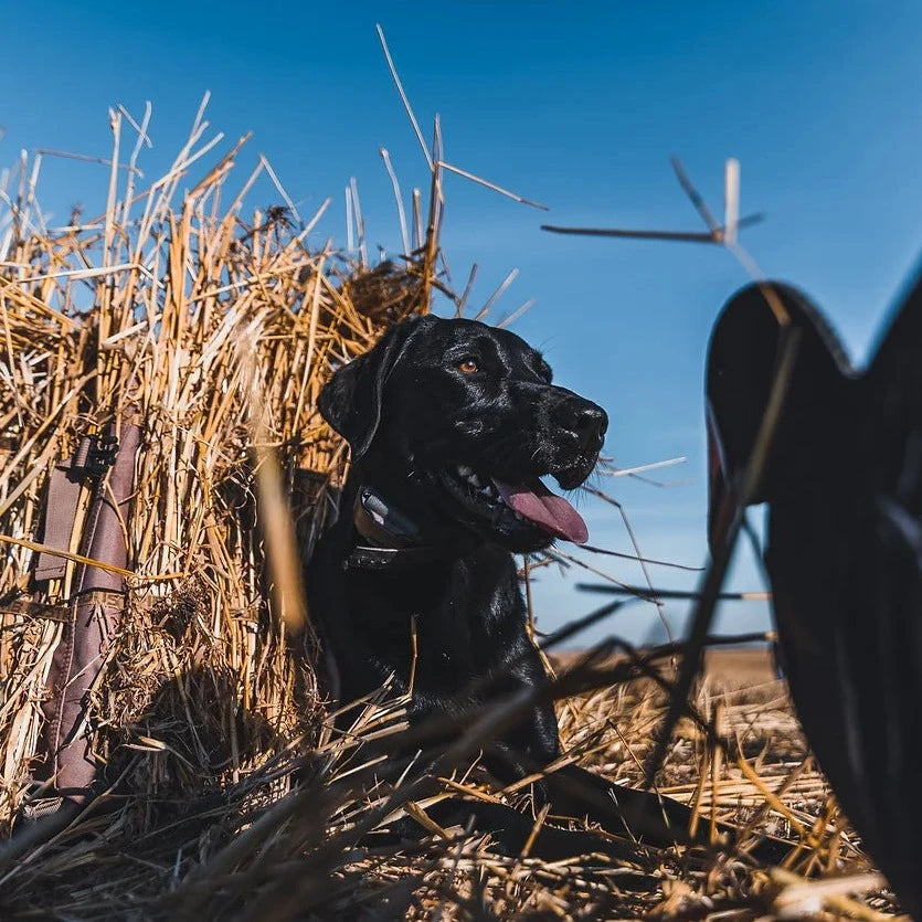 Field Dog Blind