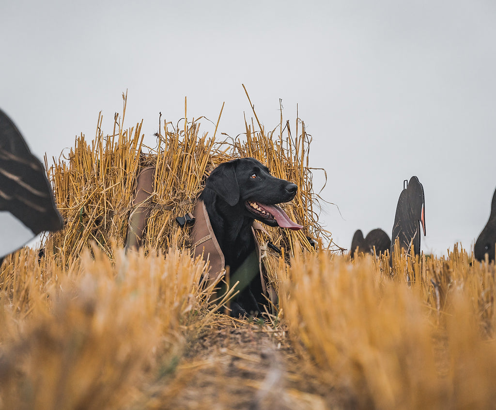 Field Dog Blind