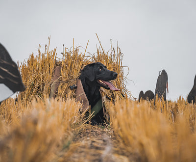 Field Dog Blind