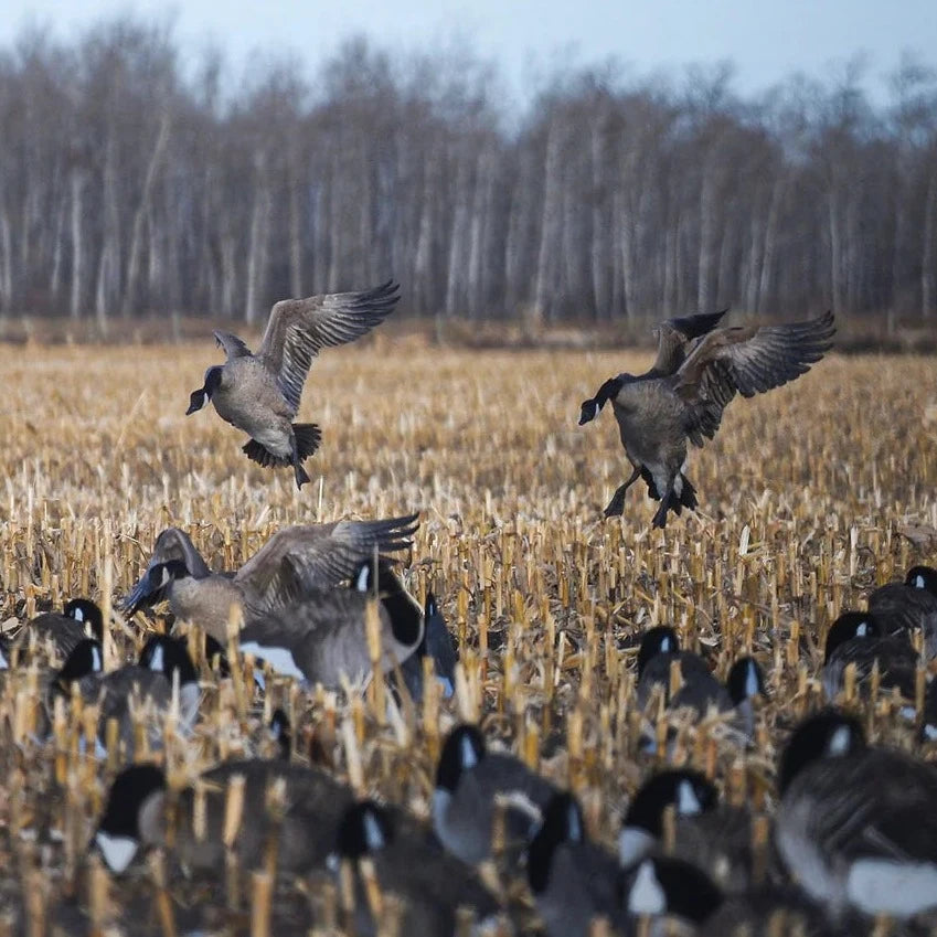 Canada goose 10 off dates deals