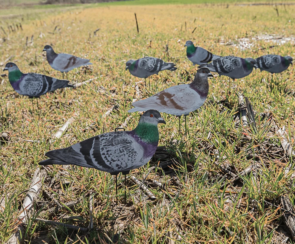 G1 Pigeon Silhouettes