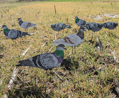 G1 Pigeon Silhouettes