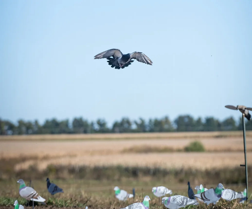G1 Pigeon Silhouettes