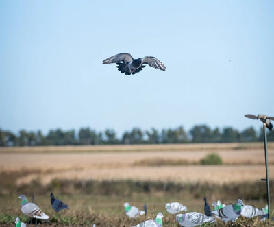 G1 Pigeon Silhouettes