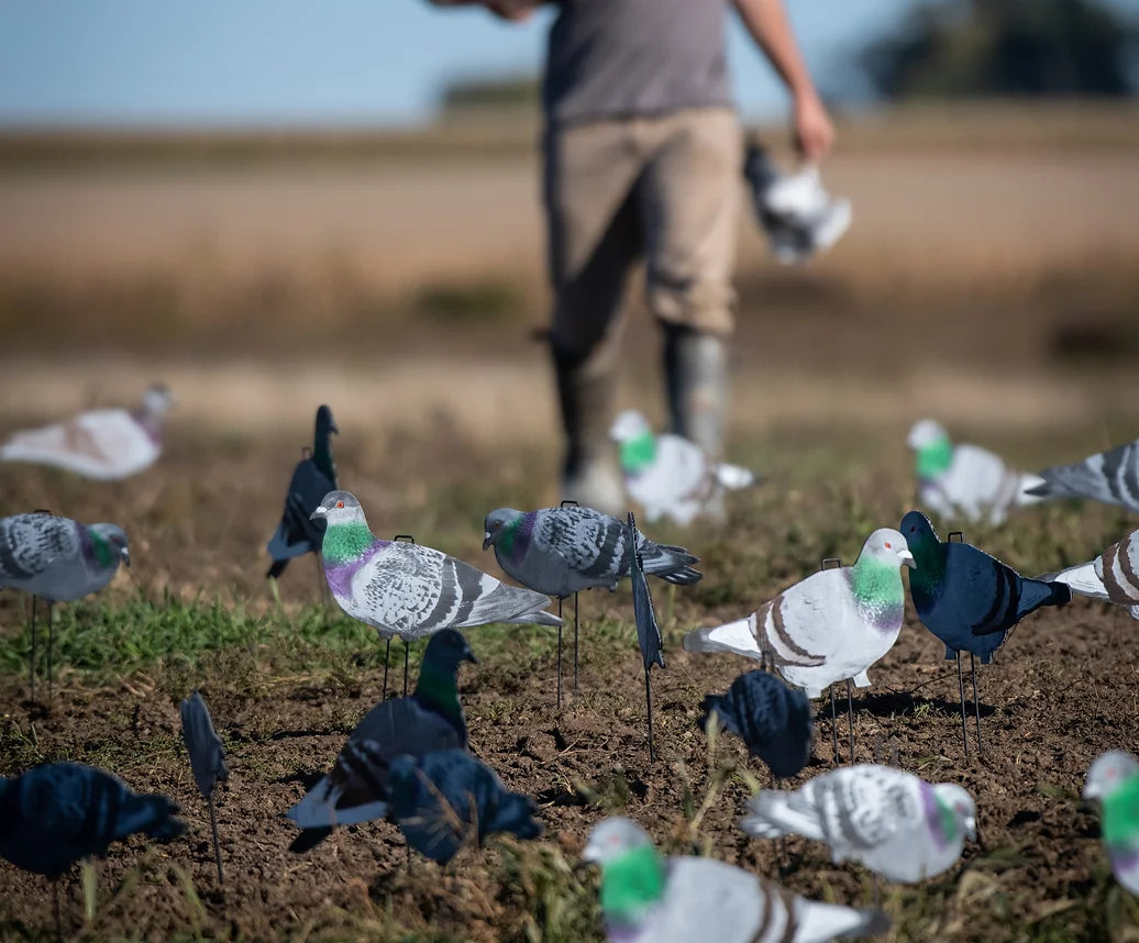 G1 Pigeon Silhouettes