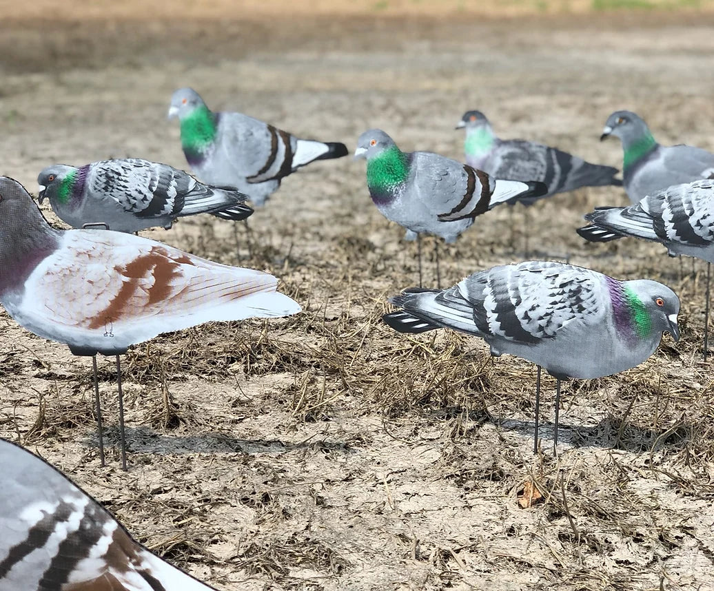 G1 Pigeon Silhouettes