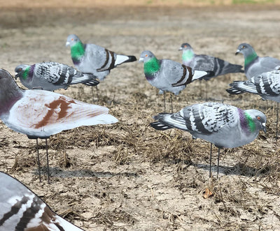 G1 Pigeon Silhouettes