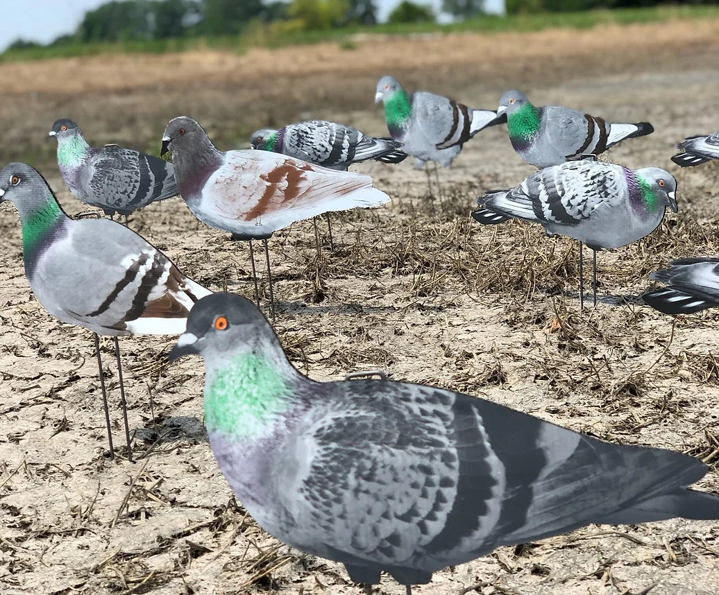 G1 Pigeon Silhouettes