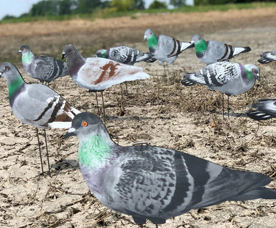 G1 Pigeon Silhouettes