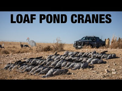 C2 Sandhill Crane Silhouettes