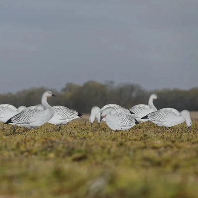 V2 Juvie Goose Silhouettes