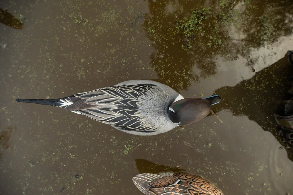 F1 Pintail Floaters