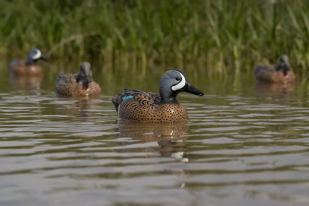 F1 Blue-Winged Teal Floaters