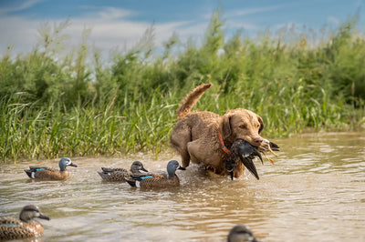 F1 Blue-Winged Teal Floaters