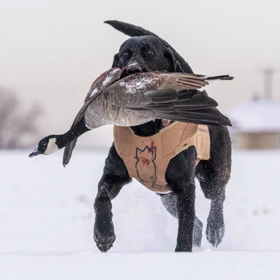 Adjustable Dog Vest